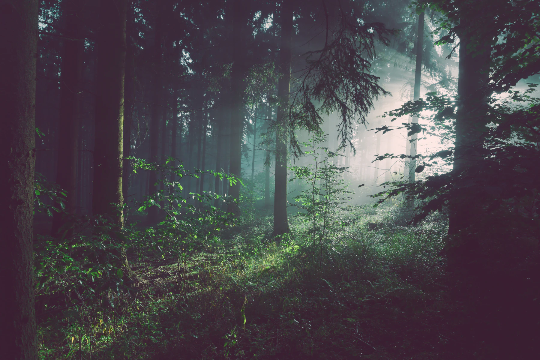 Sunlight filtering between tall trees into a misty green forest.