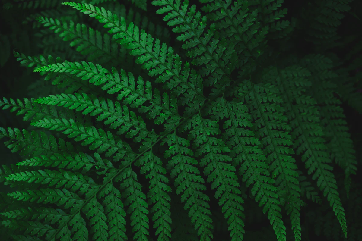 Fern fronds unfurl in layers of green against a dark, shaded background