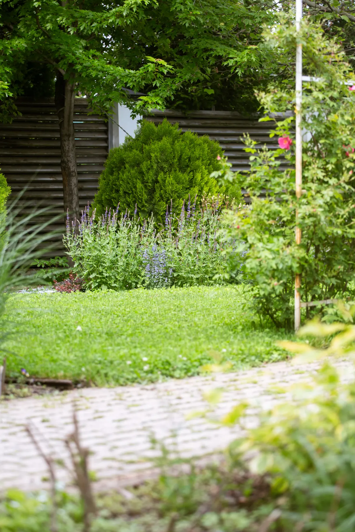 A quiet garden path beside soft planting, purple flowers, and a leafy maple tree